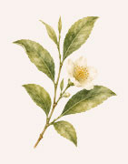 Thé, infusion, plante