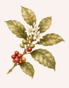 Café production